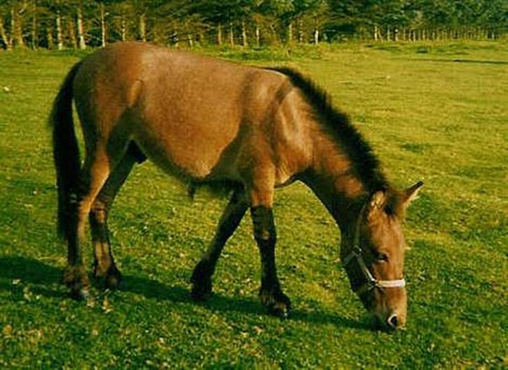 Anden særlig race Mulle billede 5