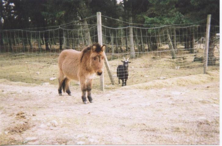 Anden særlig race Mulle billede 6