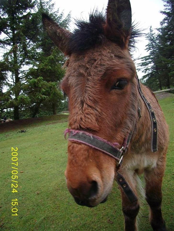 Anden særlig race Mulle billede 7