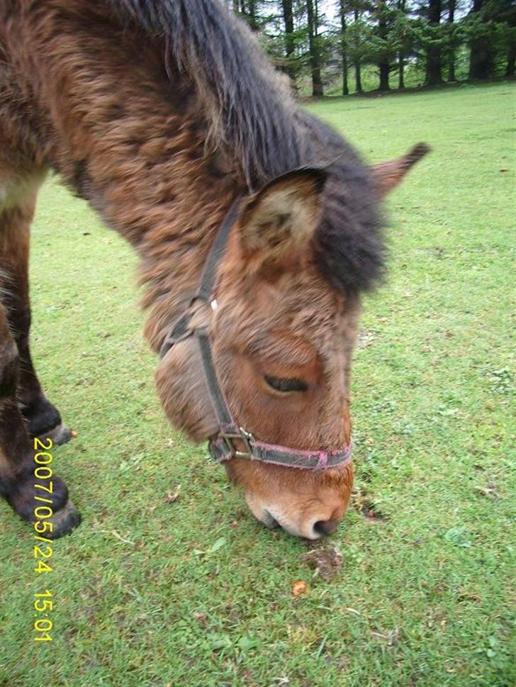 Anden særlig race Mulle billede 8