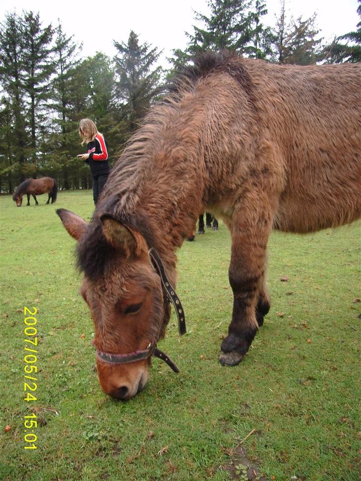 Anden særlig race Mulle billede 9