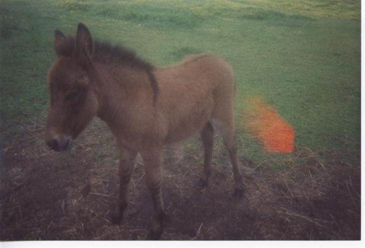 Anden særlig race Mulle billede 10