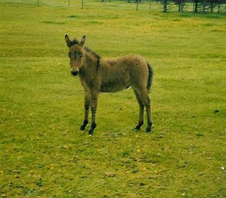 Anden særlig race Mulle billede 11