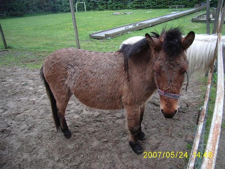 Anden særlig race Mulle billede 12