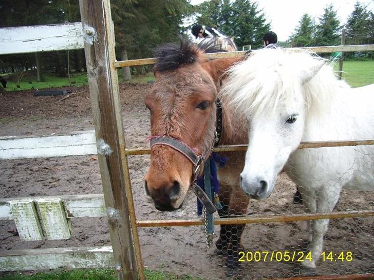 Anden særlig race Mulle billede 13