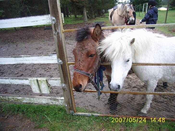 Anden særlig race Mulle billede 14