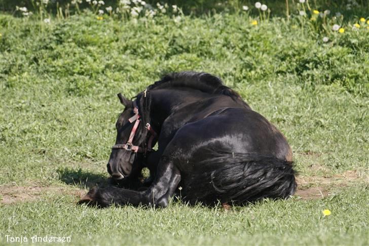 Frieser Wander - Solgt! - 20/5-2009 billede 9