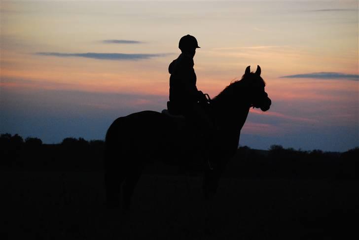 Anden særlig race Simba <3 - 9 - Jeg lovede, at følge dig i tykt og tyndt, og altid at stå ved din side ! <3 billede 9