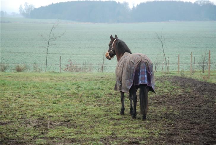 Anden særlig race Simba <3 - 10 - Jeg lovede, at du skulle have lov til at være den pony, du er ! <3 billede 10
