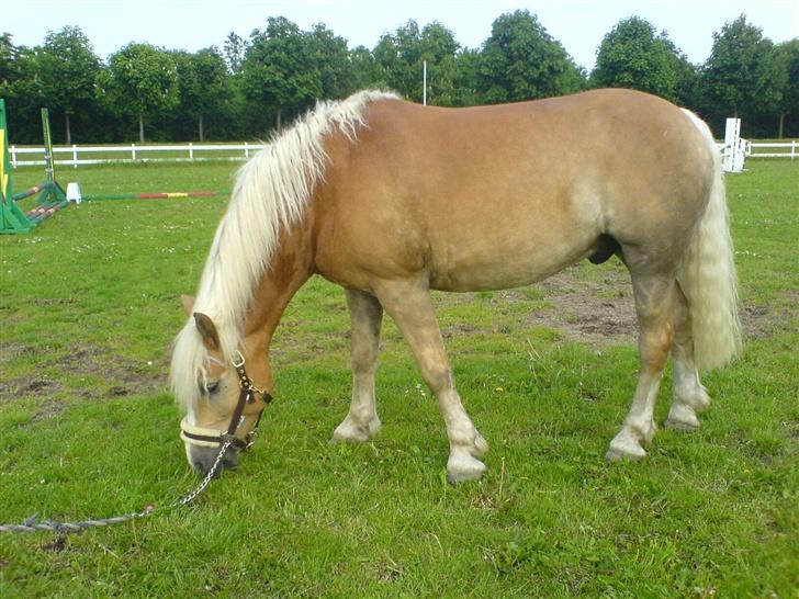 Haflinger Victor/Wildberg - victor står ude på springbanen og "slår" græsset d; billede 12