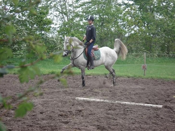 Anden særlig race Irish Delicious(SOLGT) :( billede 19