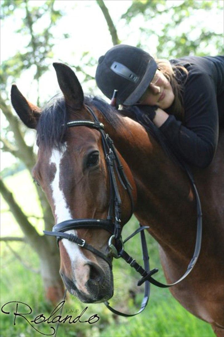 Dansk Varmblod Spanagers Rolando - SOLGT [Himmelhest] - Jeg vil altid elske dig, Rolando!   (Fotograf : Sascha Johansen) billede 1