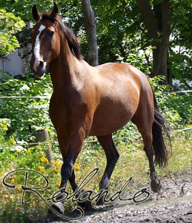 Dansk Varmblod Spanagers Rolando - SOLGT [Himmelhest] - Sommer mave (:    (Fotograf: P.N.P/Mig ) billede 5