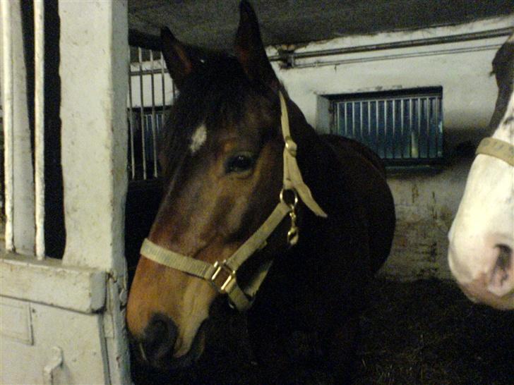 Anden særlig race Don Juan "Gammel part" billede 1