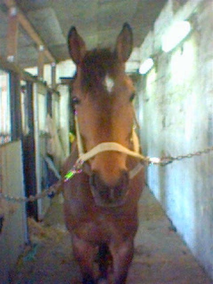 Anden særlig race Don Juan "Gammel part" billede 2