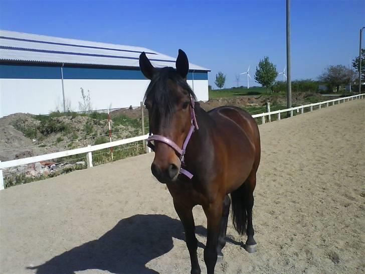 DSP Nikita billede 18