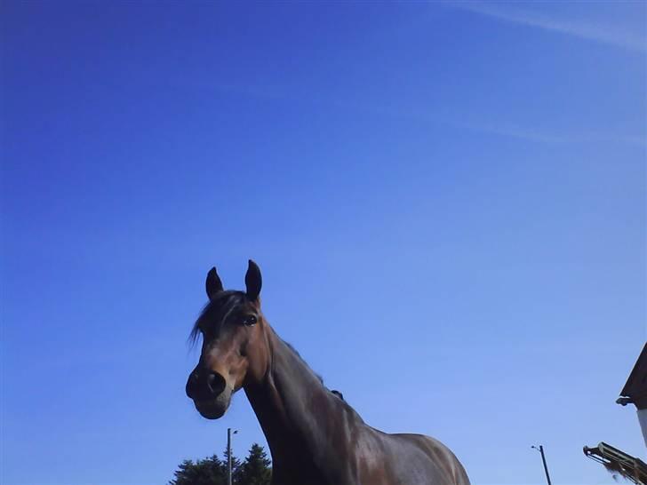 DSP Nikita billede 20