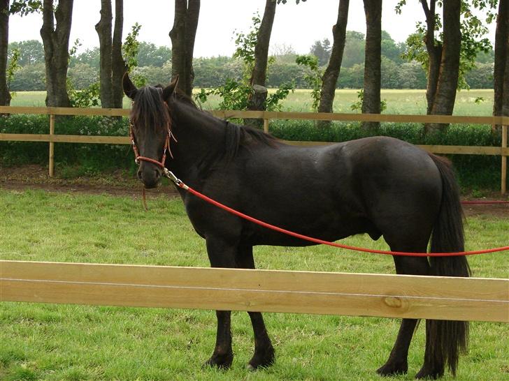 Anden særlig race Goliath - goliath i lange liner billede 10