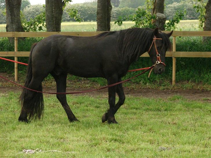 Anden særlig race Goliath - i lange liner igen første gang han prøver det billede 11