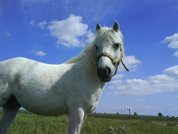 Welsh Mountain (sec A) Julius billede 1