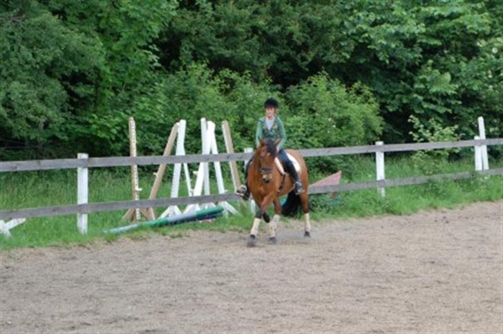 New Forest stegstedg margurtia solgt - elisa og lucky billede 16