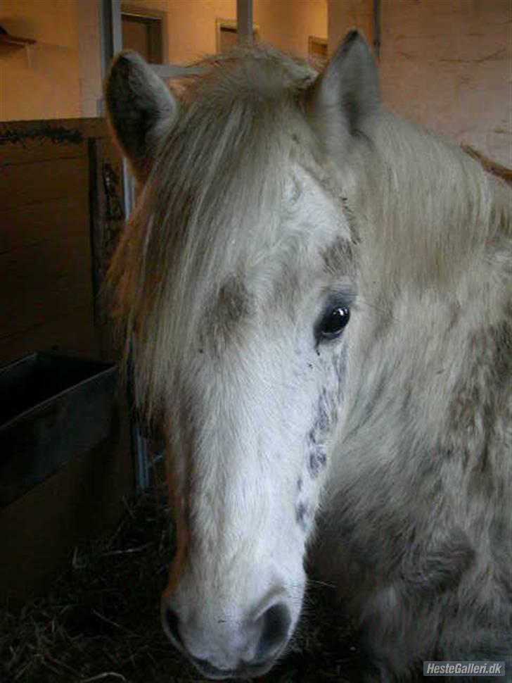 Anden særlig race Gimli - Hihi jeg hyggede mig på folden i dag og der var dejlig mudred :P (Fotograf: Fimse <3 Tak ) billede 2