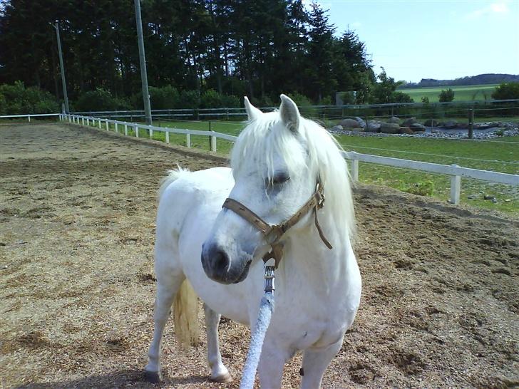 Welsh Mountain (sec A) Julius billede 3