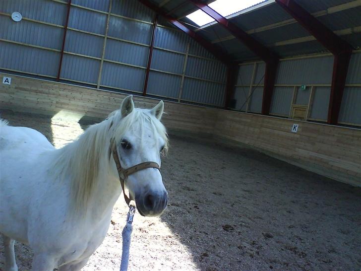 Welsh Mountain (sec A) Julius billede 8