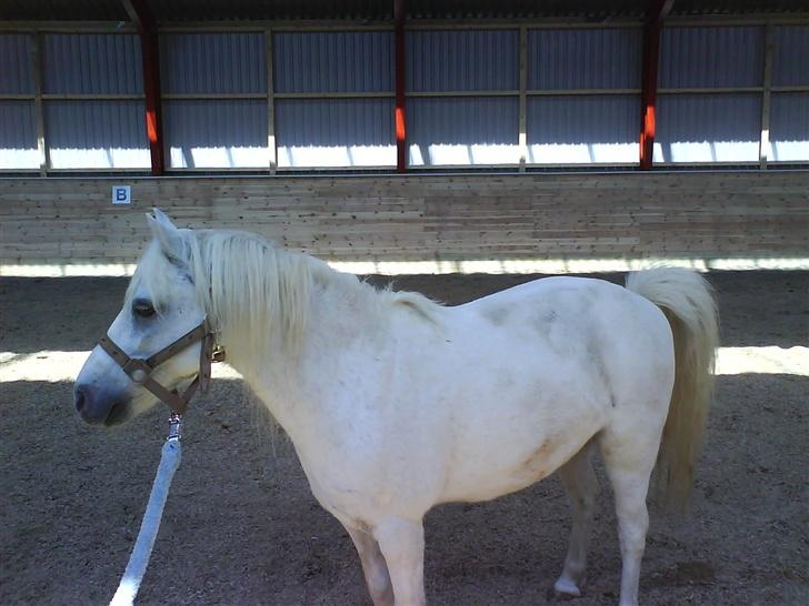 Welsh Mountain (sec A) Julius billede 10