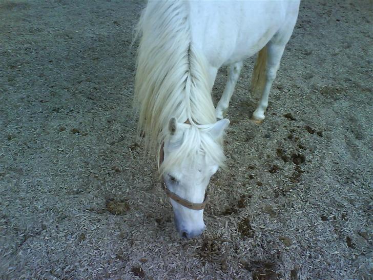 Welsh Mountain (sec A) Julius billede 11