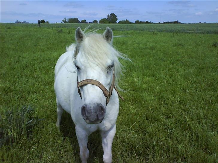 Welsh Mountain (sec A) Julius billede 12