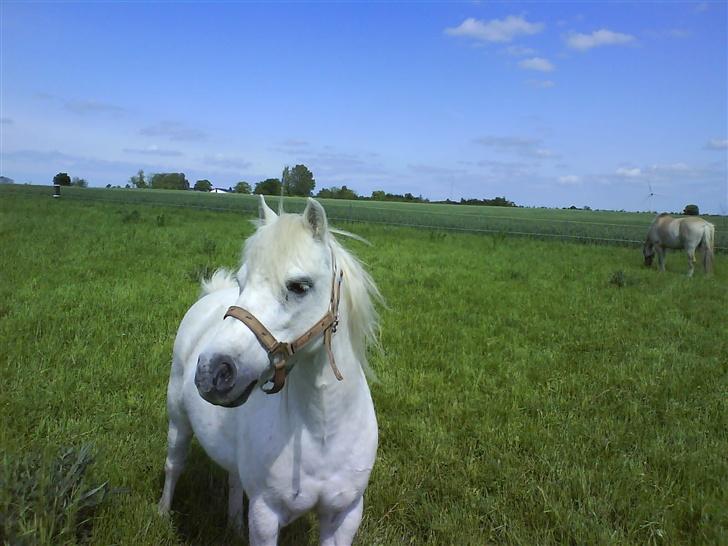 Welsh Mountain (sec A) Julius billede 15