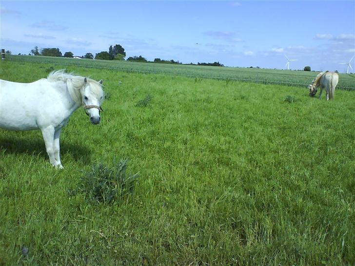Welsh Mountain (sec A) Julius billede 16