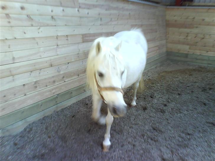 Welsh Mountain (sec A) Julius billede 17