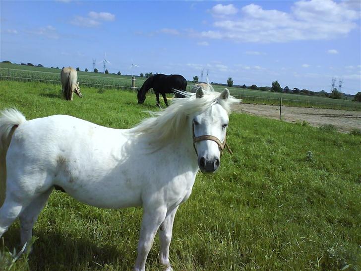 Welsh Mountain (sec A) Julius billede 18