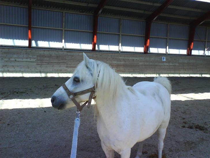 Welsh Mountain (sec A) Julius billede 20