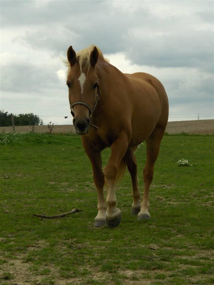 Haflinger Calina - Foto: mig billede 3