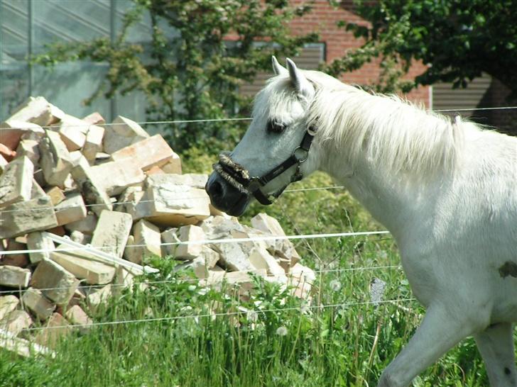 Welsh Mountain (sec A) Petit (Gamle pony ) billede 5