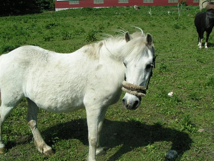 Welsh Mountain (sec A) Petit (Gamle pony ) billede 6