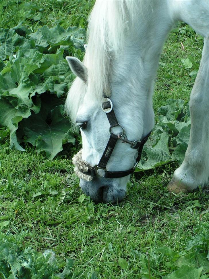 Welsh Mountain (sec A) Petit (Gamle pony ) billede 7