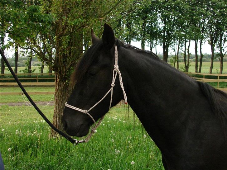 Anden særlig race Goliath billede 17