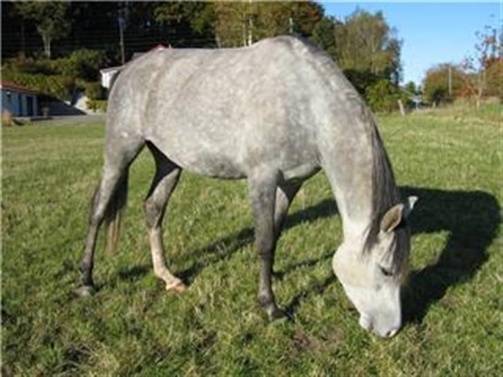 Arabisk fuldblod (OX) Mujallin (Solgt) - I efterårs-ferien. Smukke hende. billede 8