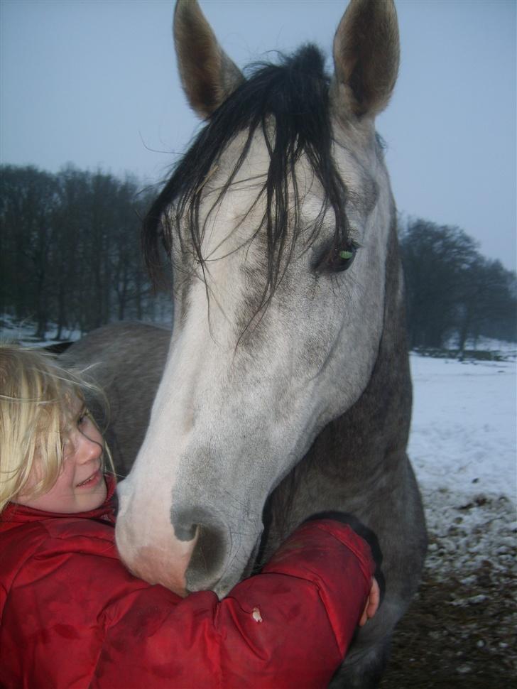 Arabisk fuldblod (OX) Mujallin (Solgt) - Haii cille! billede 9