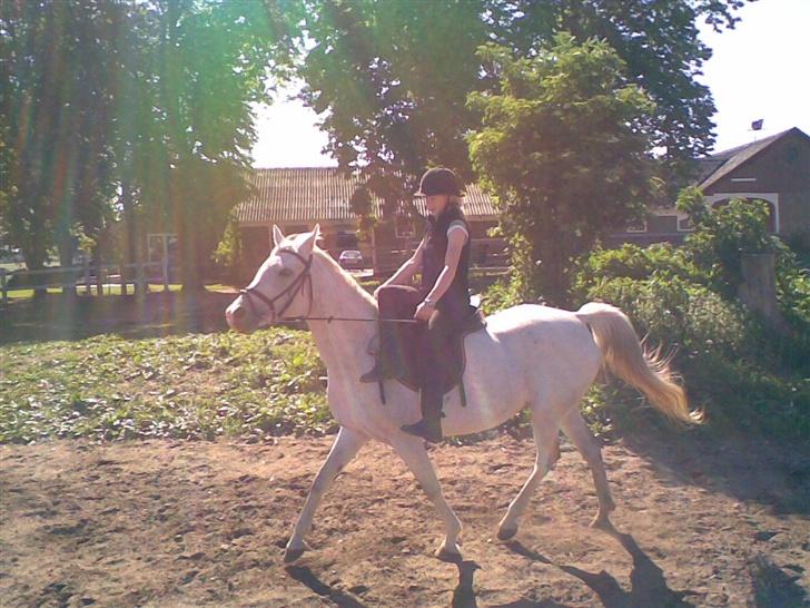 Arabisk fuldblod (OX) Djill Ann - Så traver vi lidt rundt i dame-saddel. billede 14
