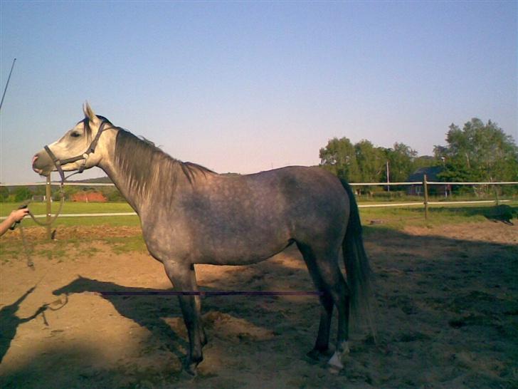 Arabisk fuldblod (OX) Mujallin (Solgt) - Øver at stå. billede 10