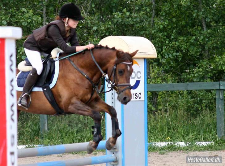 Hollandsk Sportspony Silvana/ solgt billede 2