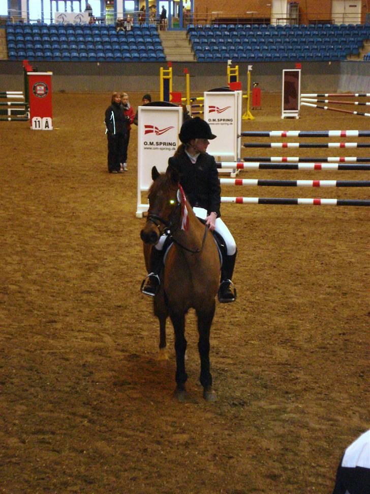 Hollandsk Sportspony Silvana/ solgt billede 3