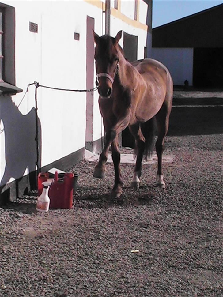 Hollandsk Sportspony Silvana/ solgt billede 4