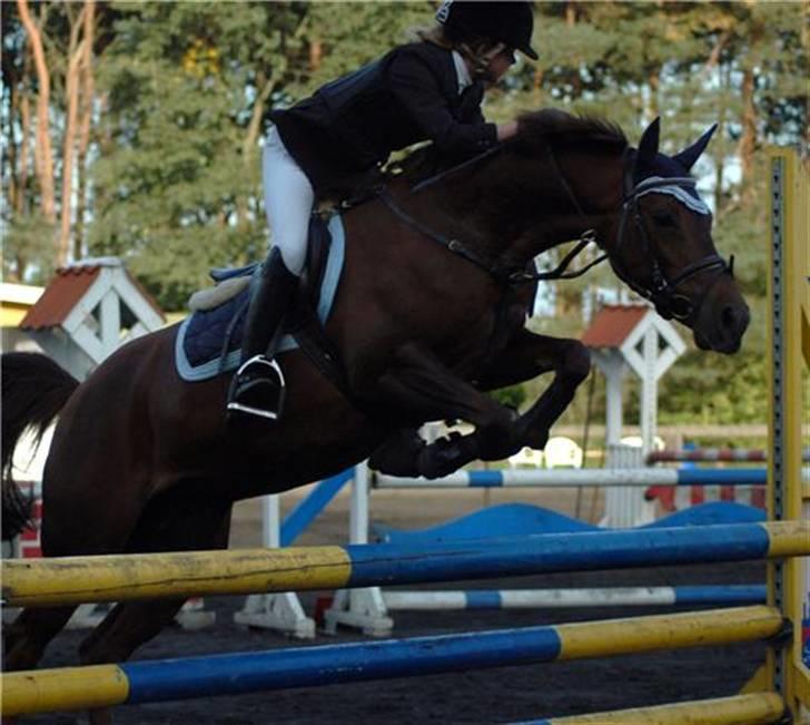 Hollandsk Sportspony Silvana/ solgt - Silvana på Kallehavegård 2008, i LB :) billede 5