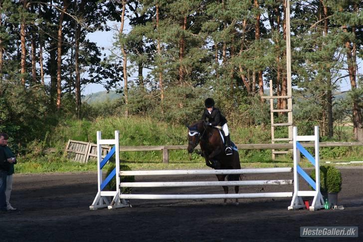 Hollandsk Sportspony Silvana/ solgt billede 6